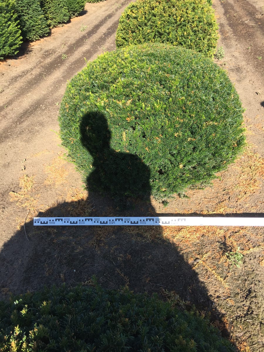  Grote Taxusbol (Taxus Baccata)