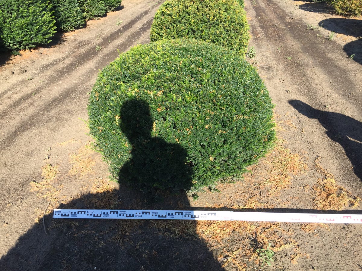  Grote Taxusbol (Taxus Baccata)