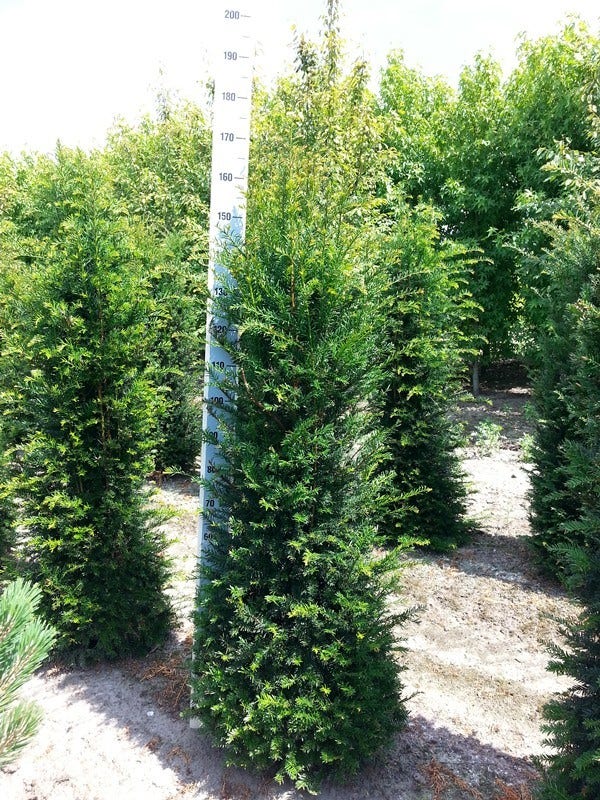  Taxushaag (Taxus Baccata)