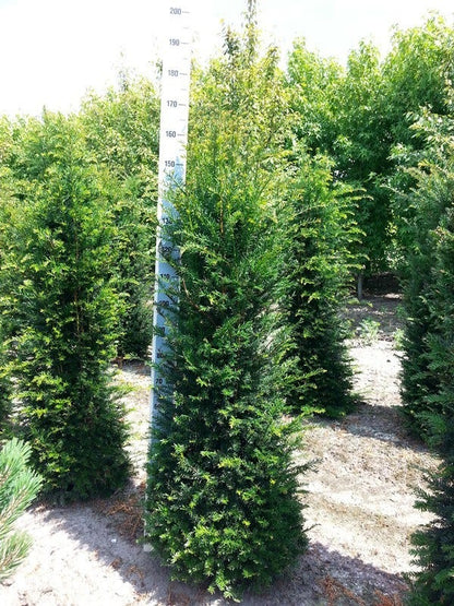  Taxushaag (Taxus Baccata)