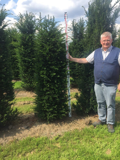  Grote Venijnboom (Taxus Baccata)