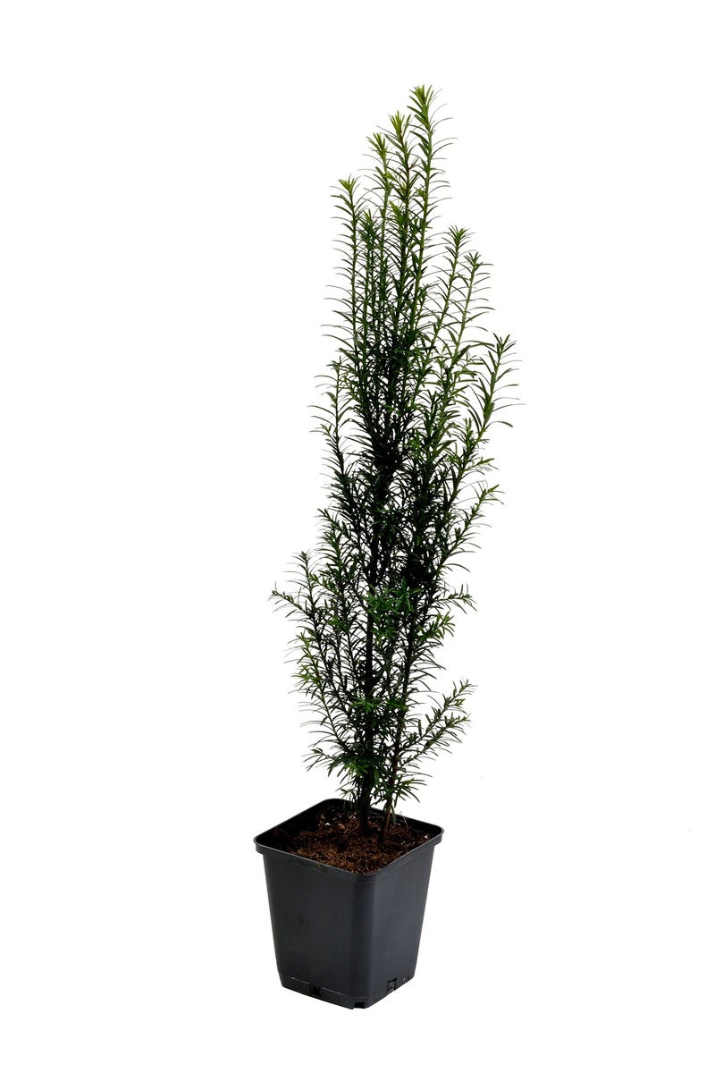  Taxushaag (Taxus Baccata)