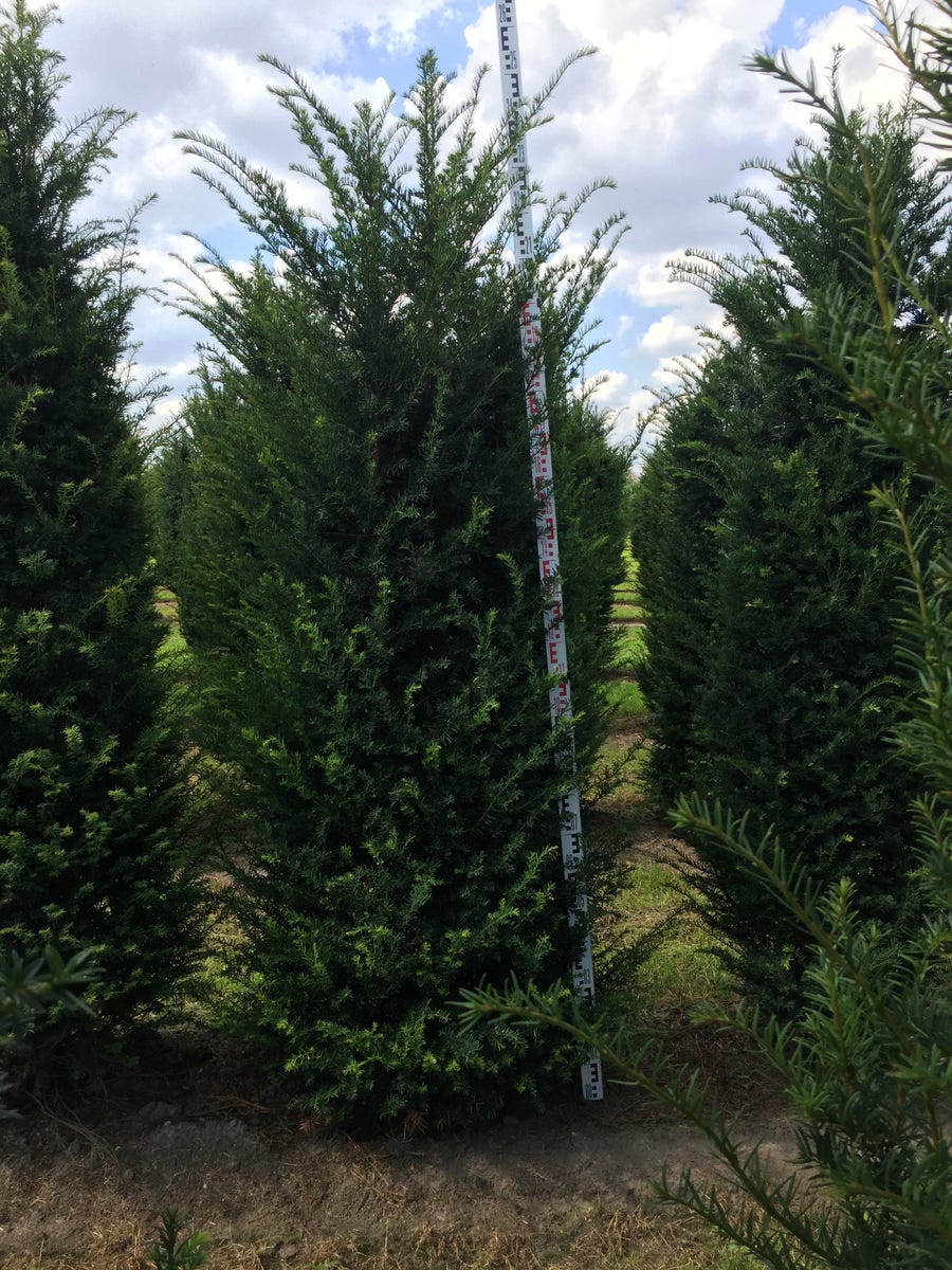  Grote Venijnboom (Taxus Baccata)