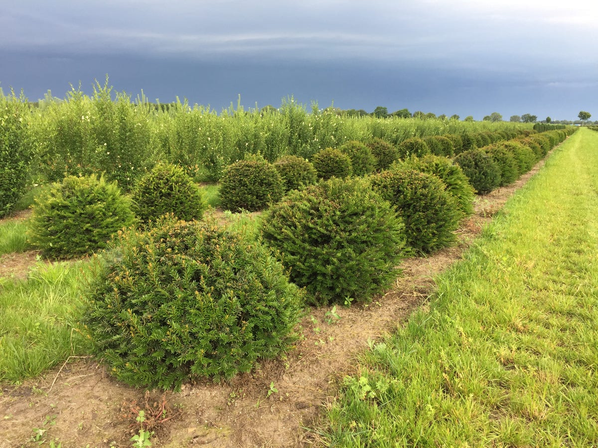  Grote Taxusbol (Taxus Baccata)