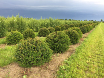  Grote Taxusbol (Taxus Baccata)