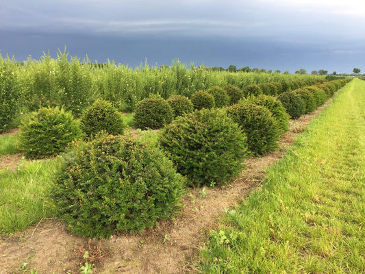  Grote Taxusbol (Taxus Baccata)