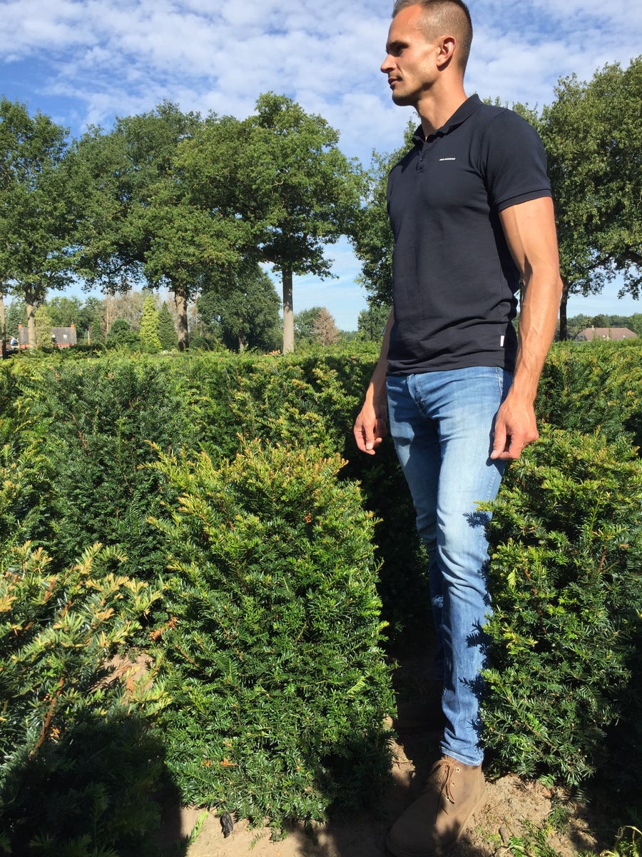  Taxus Als Haagelement (Taxus Baccata)
