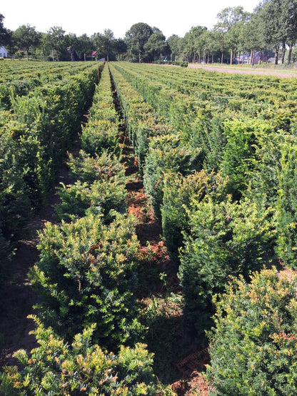  Taxus Als Haagelement (Taxus Baccata)