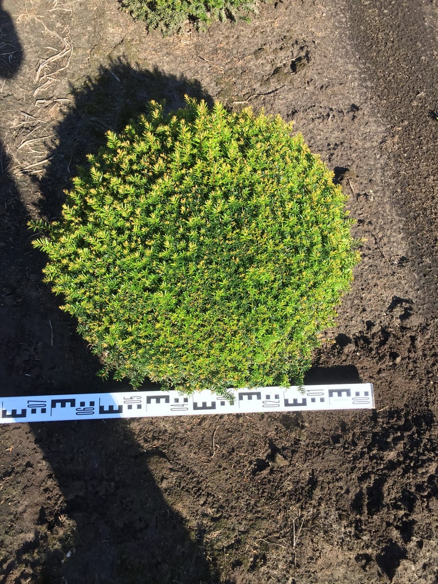  Grote Taxusbol (Taxus Baccata)