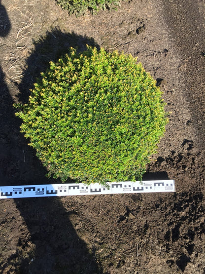  Grote Taxusbol (Taxus Baccata)