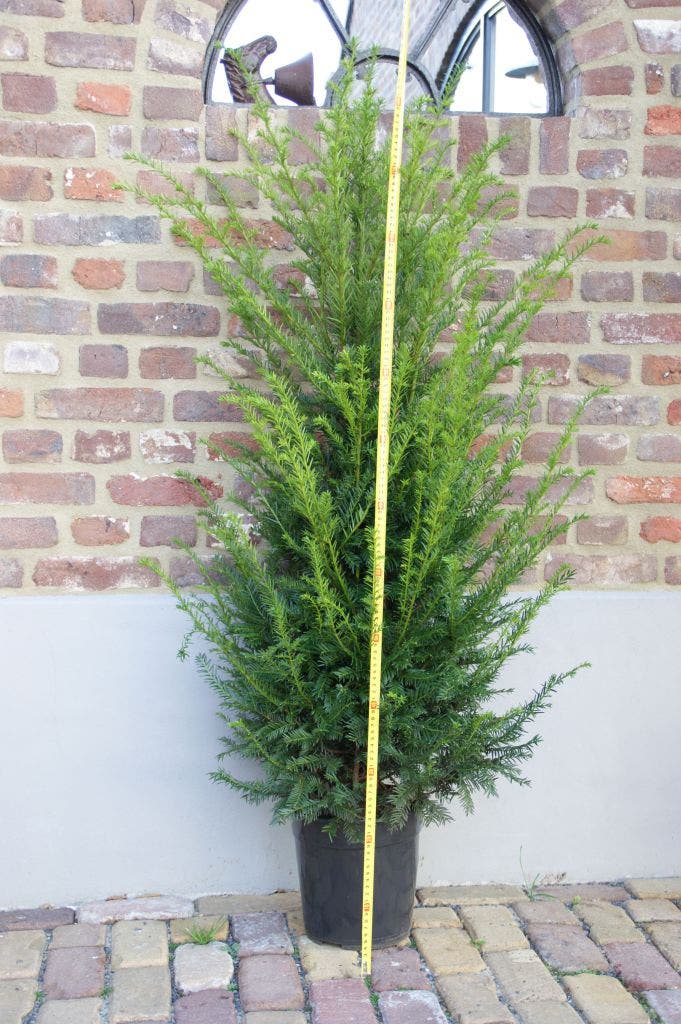  Taxushaag (Taxus Baccata)