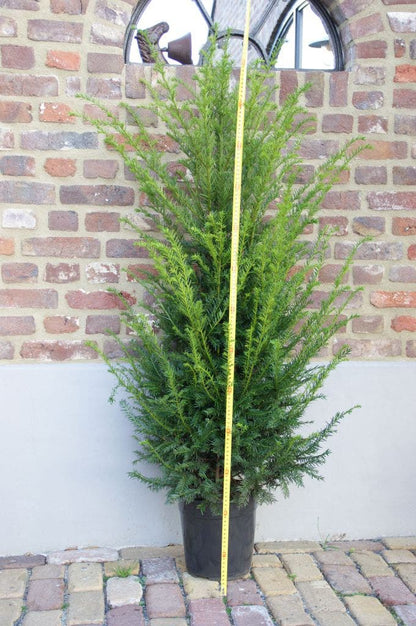  Taxushaag (Taxus Baccata)