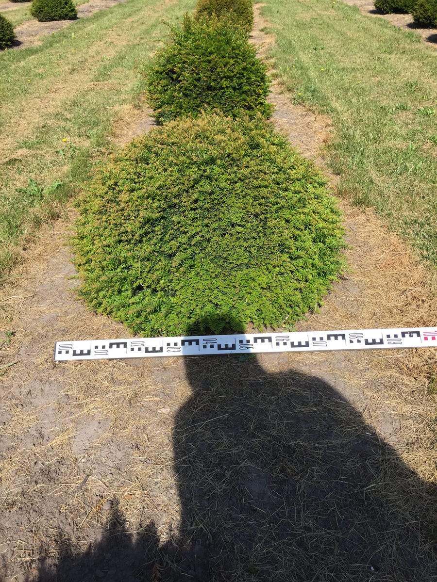  Grote Taxusbol (Taxus Baccata)
