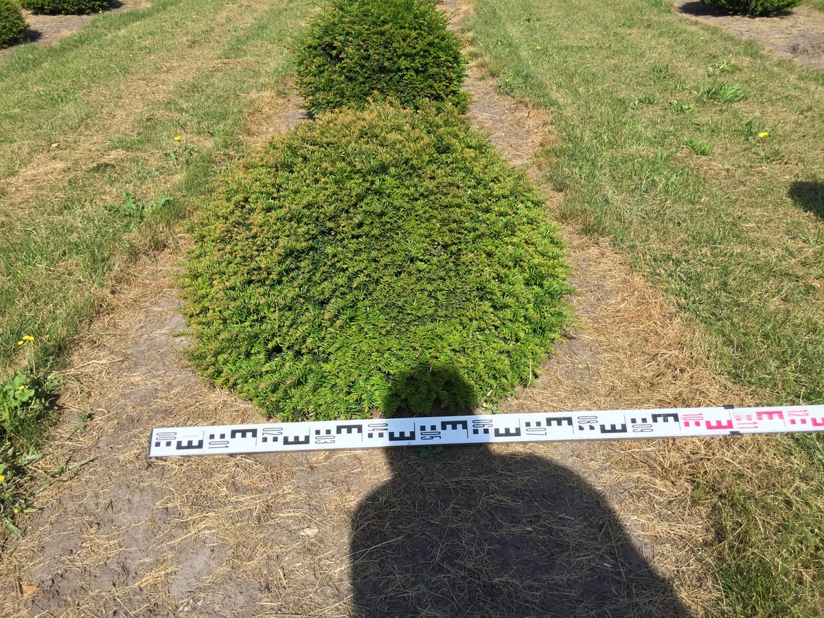  Grote Taxusbol (Taxus Baccata)