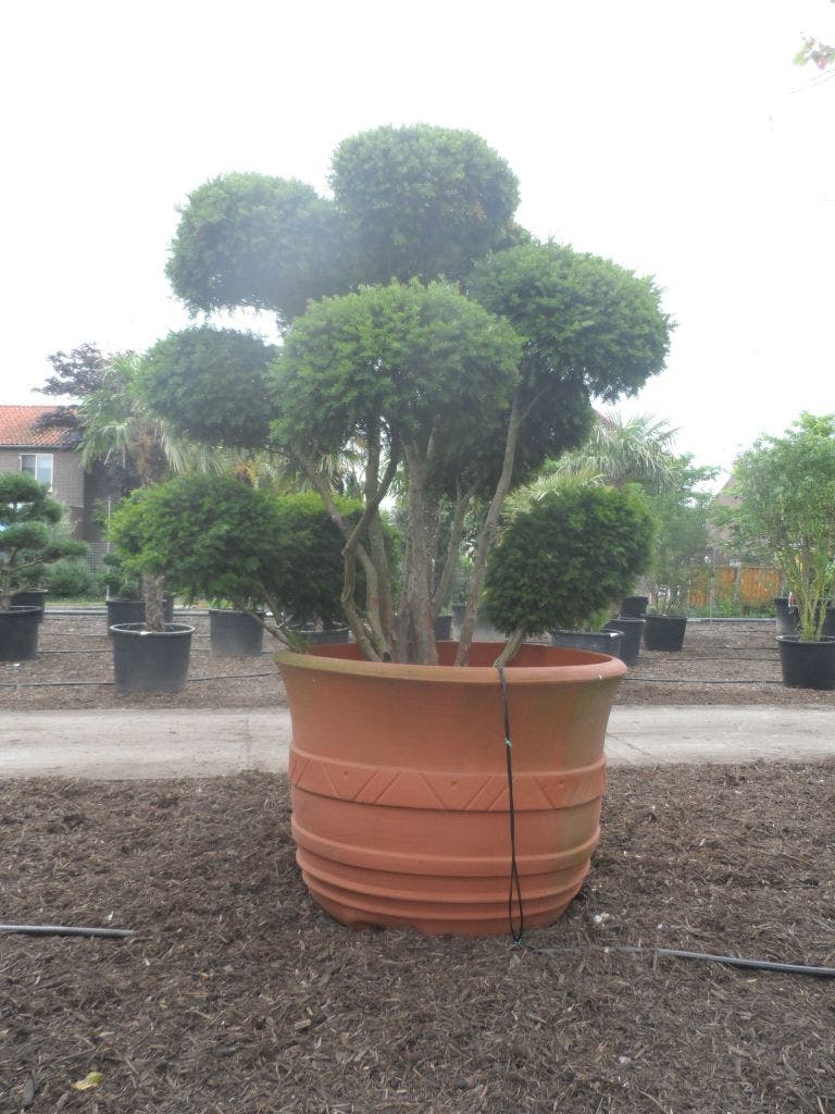  Taxus Als Bonsai (Taxus Baccata)