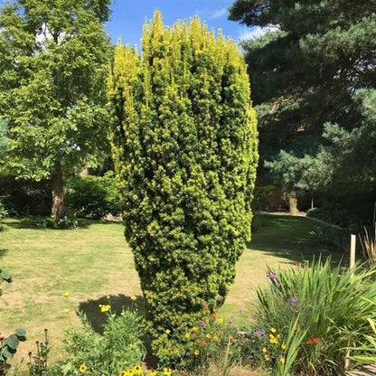  Gele Venijnboom (Taxus Baccata 'David')