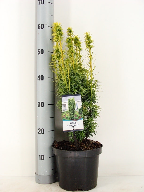  Gele Venijnboom (Taxus Baccata 'David')