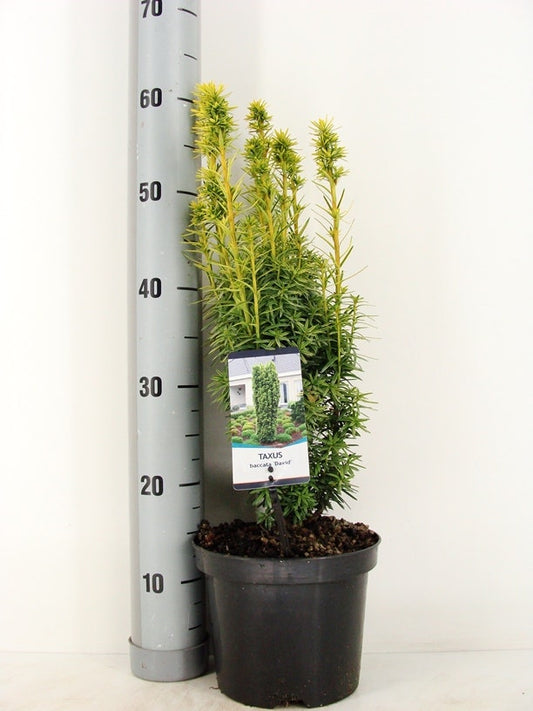  Gele Venijnboom (Taxus Baccata 'David')