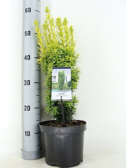  Gele Venijnboom (Taxus Baccata 'David')