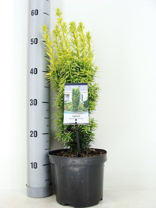  Gele Venijnboom (Taxus Baccata 'David')