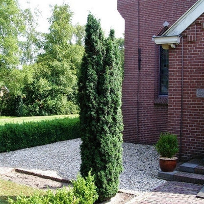  Groene Zuiltaxus (Taxus Baccata 'Fastigiata')