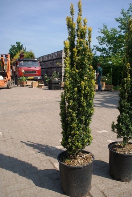  Gele Zuiltaxus (Taxus Baccata 'Fastigiata Aurea')