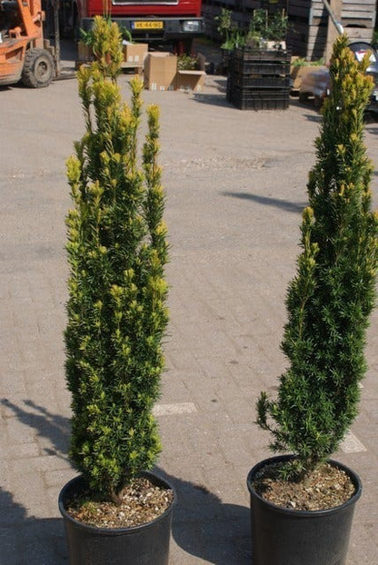  Gele Zuiltaxus (Taxus Baccata 'Fastigiata Aurea')