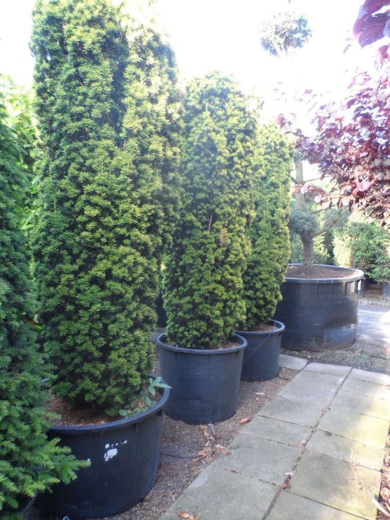  Gele Zuiltaxus (Taxus Baccata 'Fastigiata Aurea')