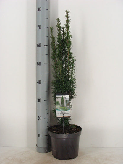  Zuiltaxus (Taxus Baccata 'Fastigiata Robusta')