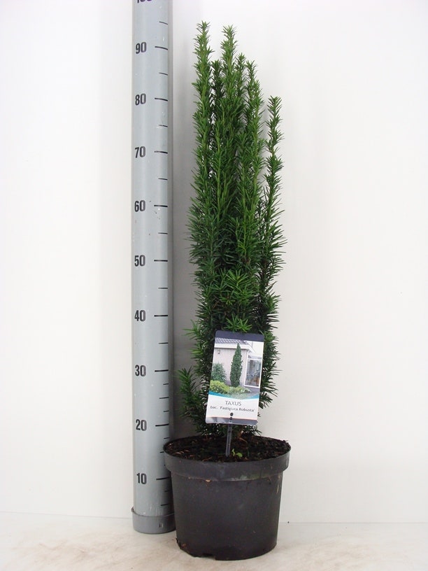  Zuiltaxus (Taxus Baccata 'Fastigiata Robusta')