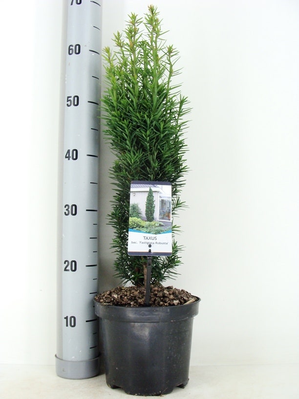  Zuiltaxus (Taxus Baccata 'Fastigiata Robusta')