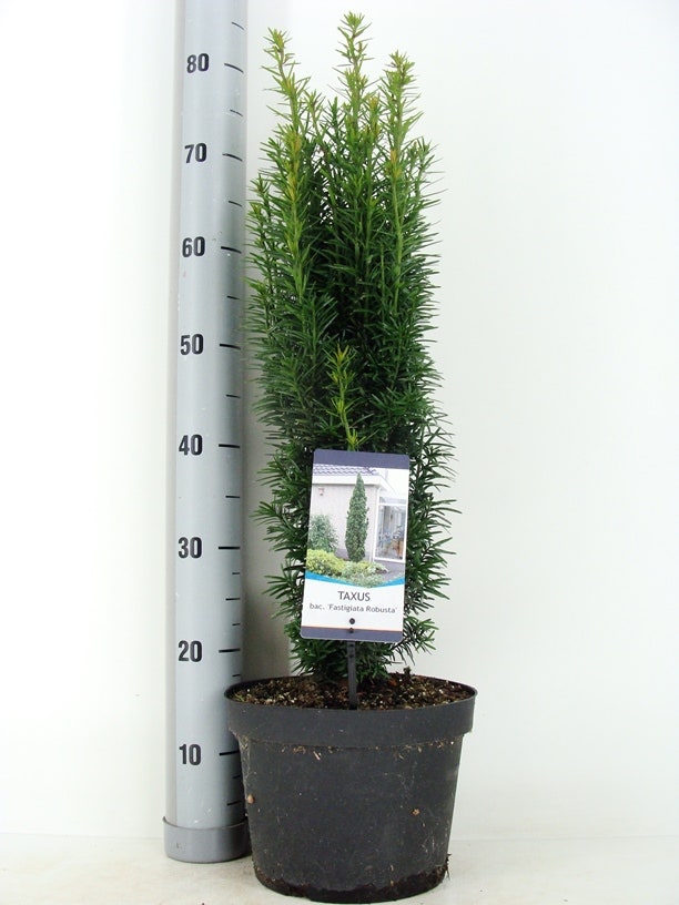  Zuiltaxus (Taxus Baccata 'Fastigiata Robusta')
