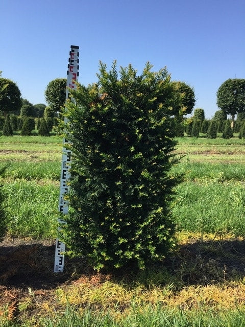  Taxus Als Haagelement (Taxus Baccata)