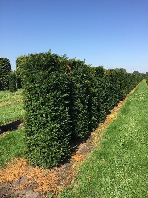  Taxus Als Haagelement (Taxus Baccata)