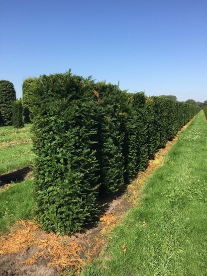  Taxus Als Haagelement (Taxus Baccata)