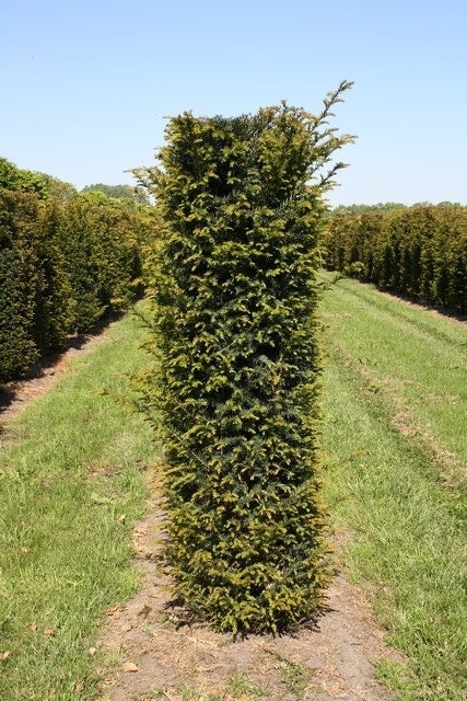  Taxus Als Haagelement (Taxus Baccata)