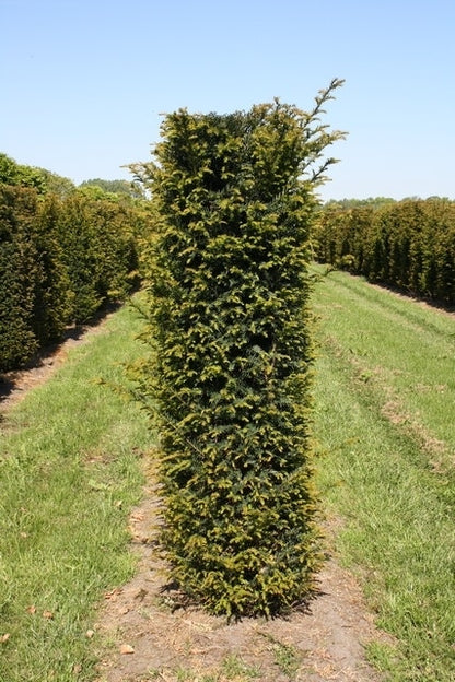  Taxus Als Haagelement (Taxus Baccata)