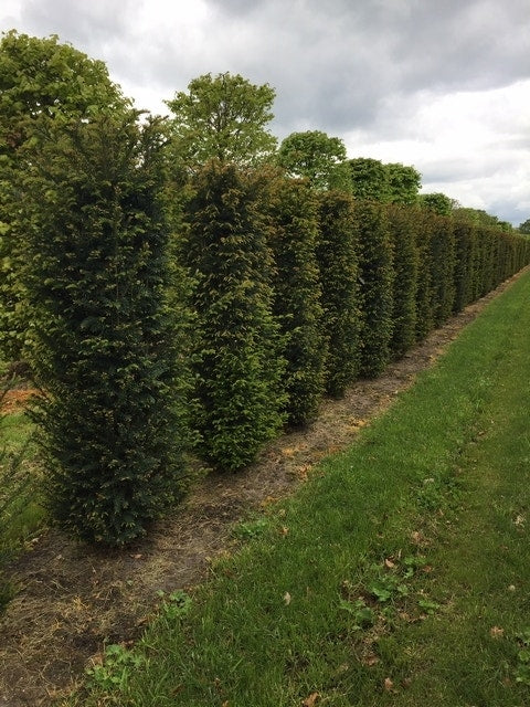 Taxus Als Haagelement (Taxus Baccata)