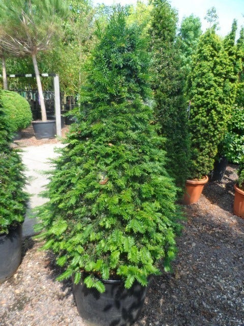  Taxus Als Kegel (Taxus Baccata)