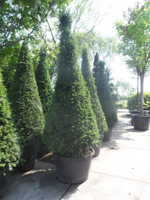  Taxus Als Kegel (Taxus Baccata)