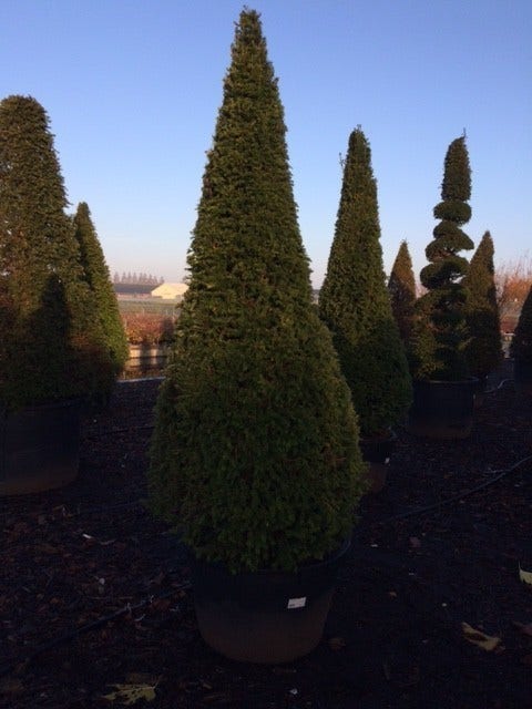  Taxus Als Kegel (Taxus Baccata)