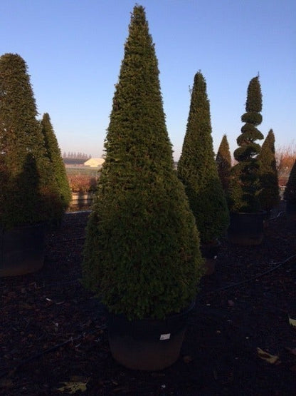  Taxus Als Kegel (Taxus Baccata)