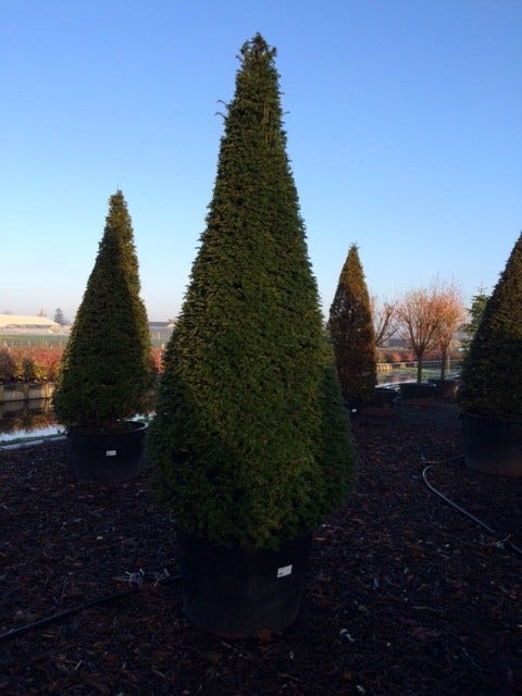  Taxus Als Kegel (Taxus Baccata)