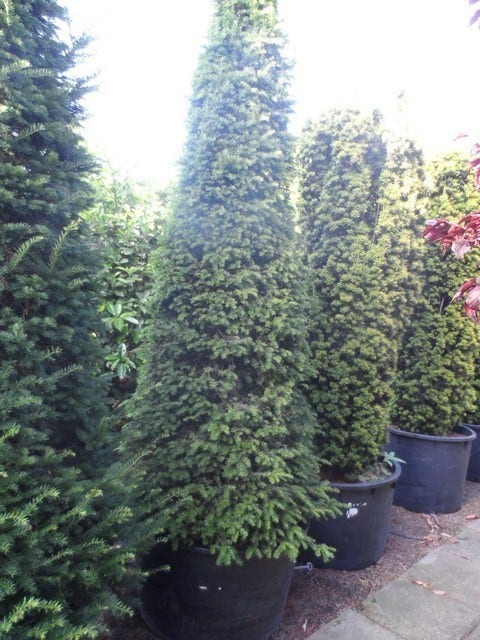  Taxus Als Kegel (Taxus Baccata)