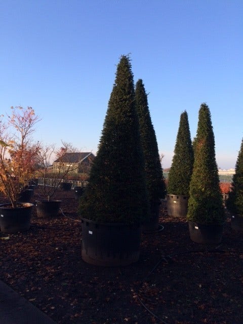 Taxus Als Kegel (Taxus Baccata)