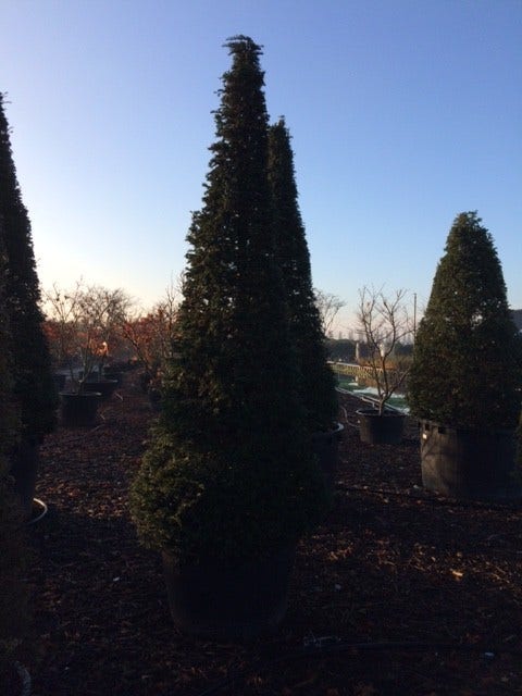  Taxus Als Kegel (Taxus Baccata)
