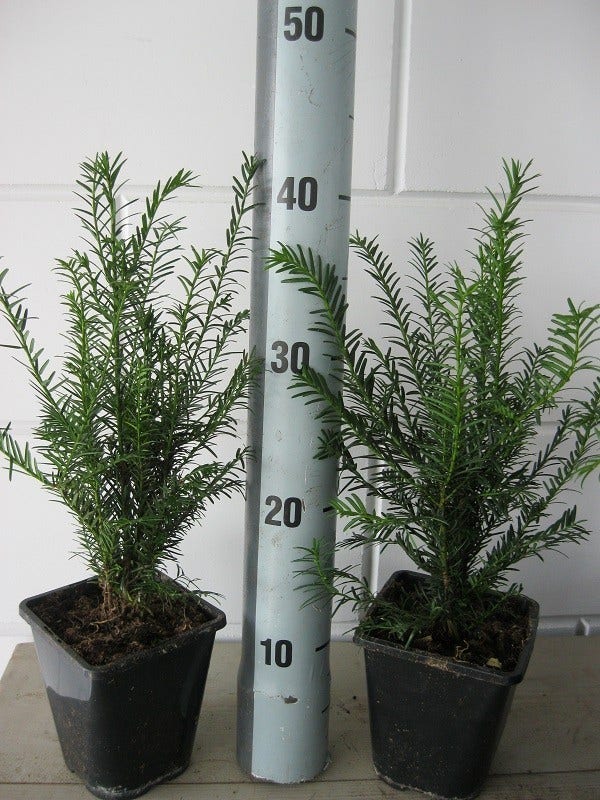  Taxushaag (Taxus Baccata)