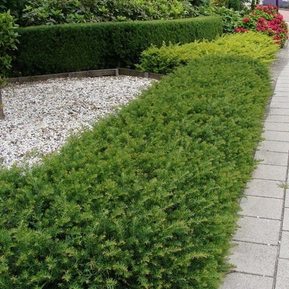  Taxus (Taxus Baccata 'Repandens')