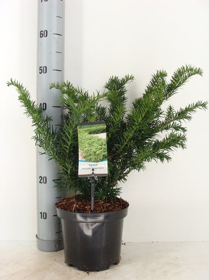  Taxus (Taxus Baccata 'Repandens')