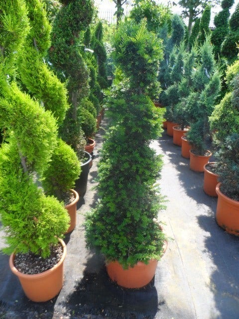  Taxus Als Spiraal (Taxus Baccata)
